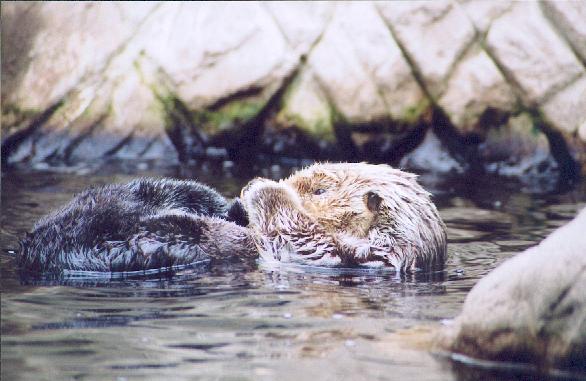 Cute sea-otter