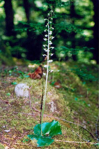 Round-leaved Rein-Orchid